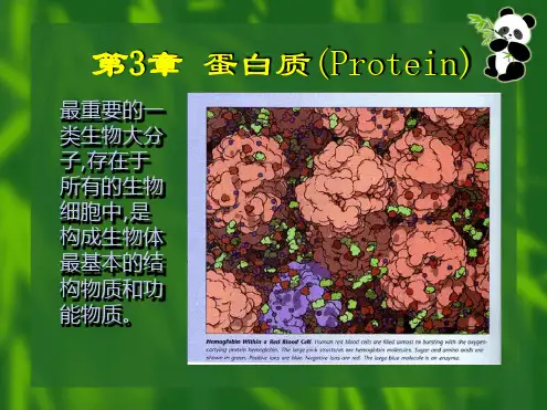 2020高中生物竞赛生物化学基础篇 3 1 氨基酸和多肽共65张