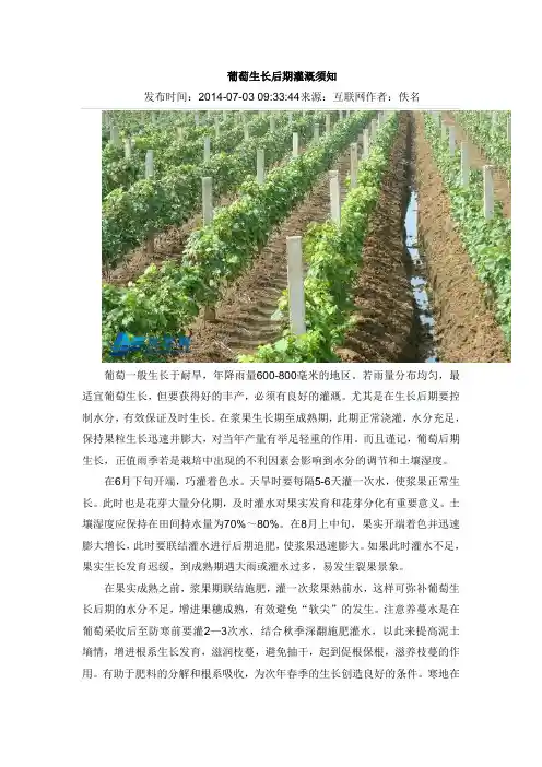 葡萄生长后期灌溉须知