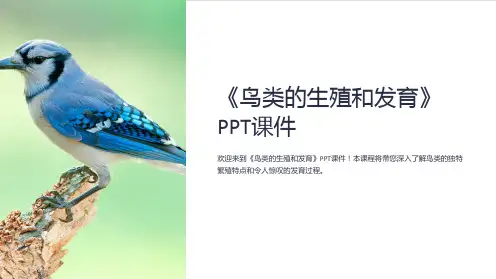 《鸟类的生殖和发育》课件