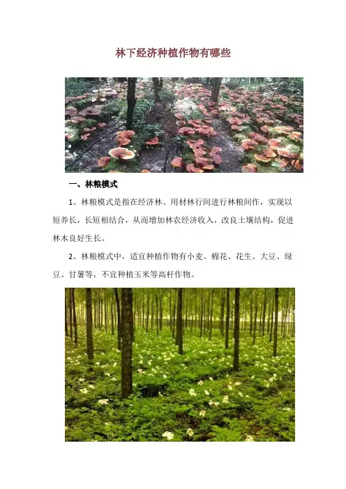 林下经济种植作物有哪些