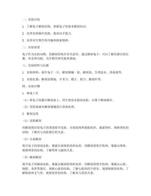 实验报告兔子解剖过程