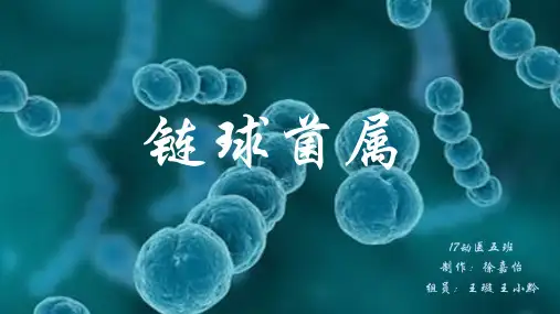 链球菌属