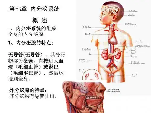 生理解剖详尽图文-内分泌(new)