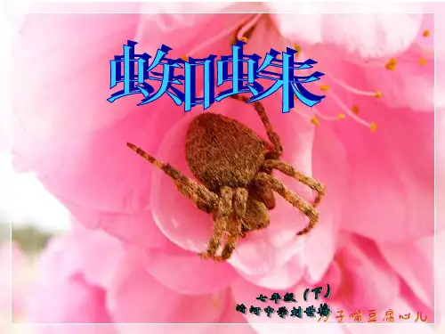 蜘蛛