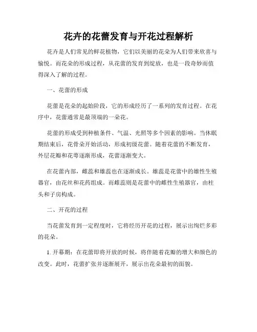 花卉的花蕾发育与开花过程解析