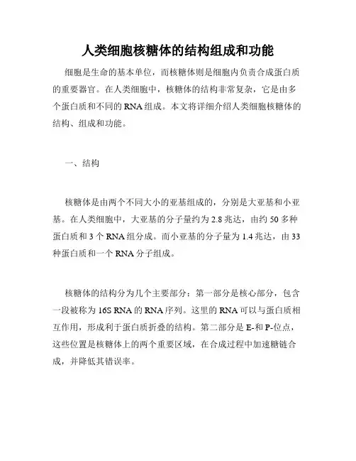 人类细胞核糖体的结构组成和功能