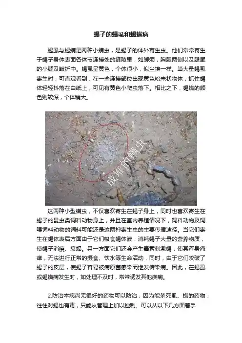 蝎子的蝎虱和蝎螨病