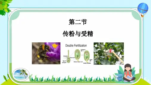 4.1.2传粉与受精课件(共19张PPT)济南版初中生物八年级上册