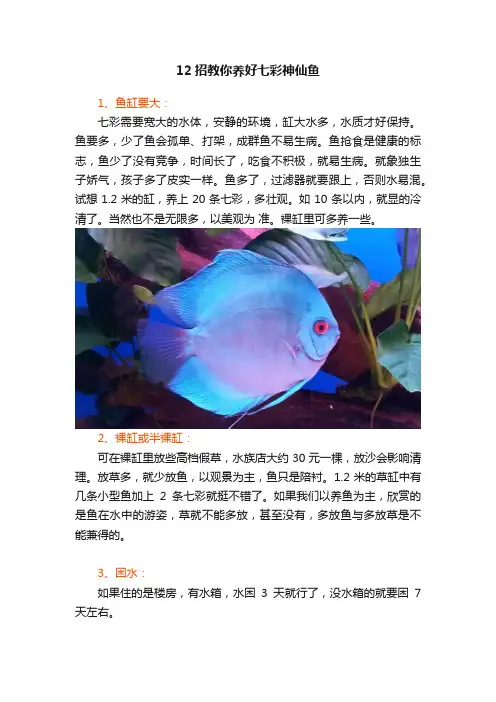 12招教你养好七彩神仙鱼