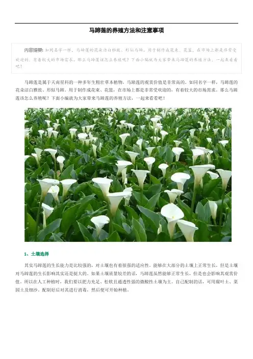马蹄莲的养殖方法和注意事项