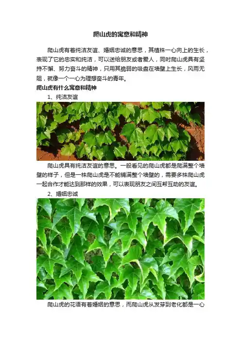 爬山虎的寓意和精神