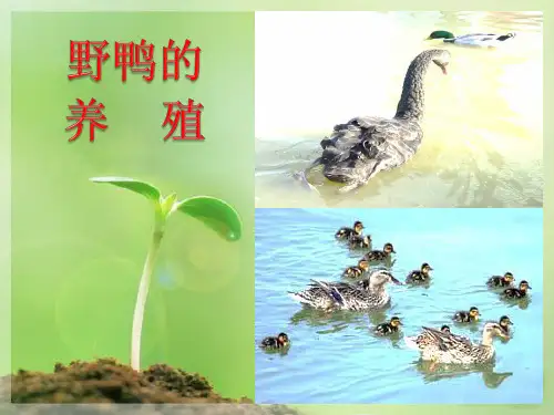 特种经济动物养殖__野鸭饲养管理