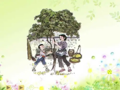 7桂花雨_PPT精品课件