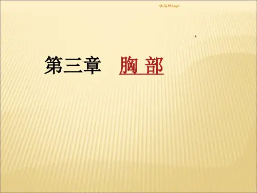 断层解剖胸部PPT课件