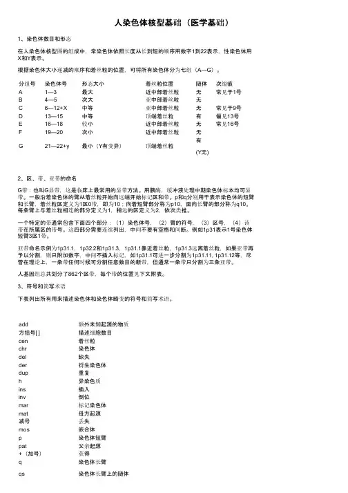 人染色体核型基础（医学基础）