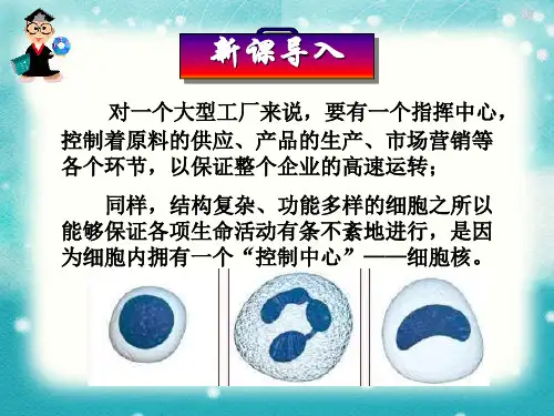细胞核——系统的控制中心