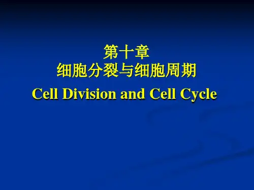 医学细胞生物学 2014年最新最完整的课件 第十章  细胞分裂与细胞周期