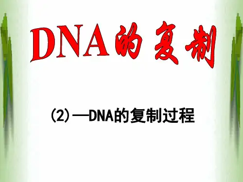DNA的复制——过程