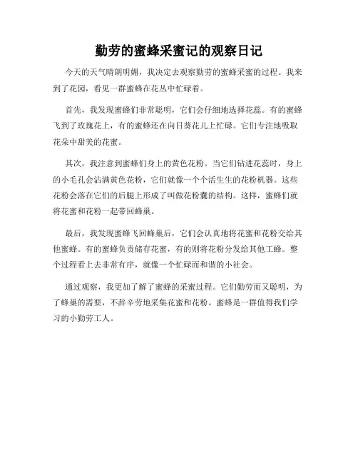 小学三年级作文勤劳的蜜蜂采蜜记的观察日记