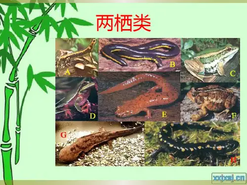 两栖类