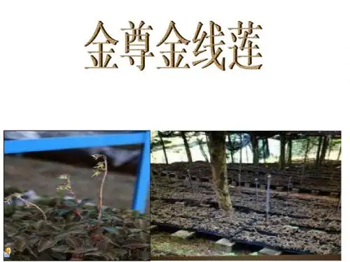 金尊金线莲