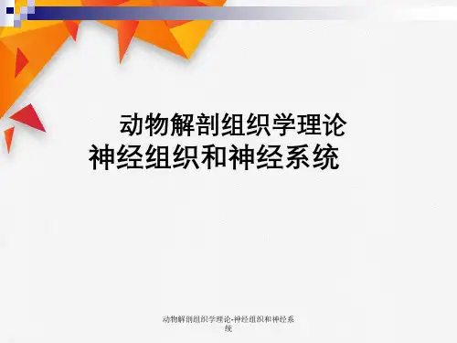 动物解剖组织学理论-神经组织与神经系统