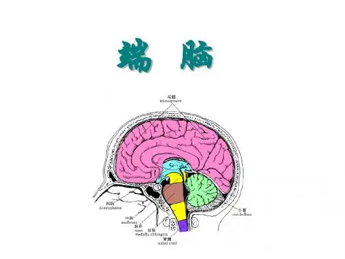 端脑