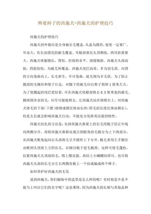 辫着辩子的西施犬-西施犬的护理技巧