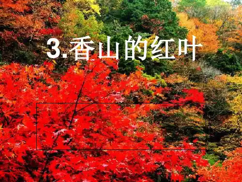 香山红叶PPT教学课件
