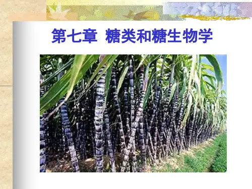生物化学第7章 糖类和糖生物学