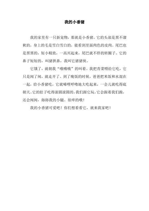 我的小香猪