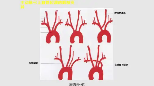 神经血管解剖图