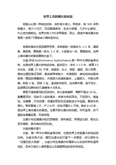 世界上活的最长的老鼠