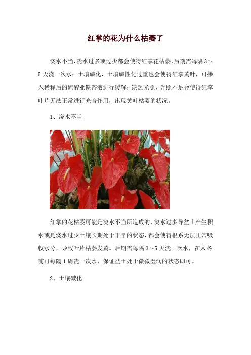红掌的花为什么枯萎了