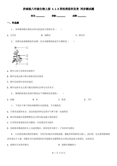 济南版八年级生物上册 4.1.6芽的类型和发育 同步测试题