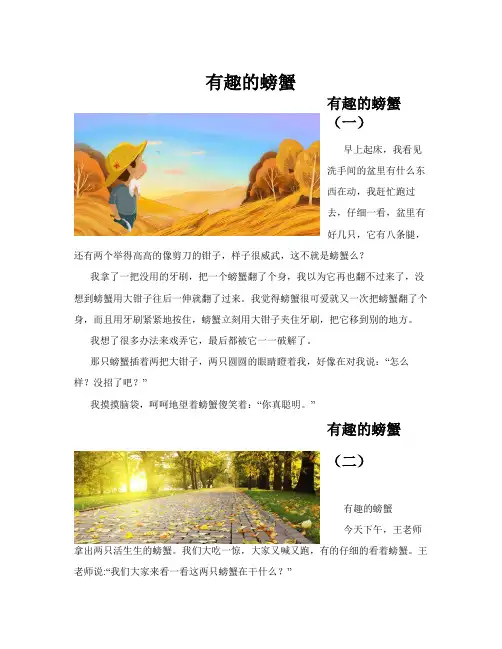 有趣的螃蟹(共10篇)