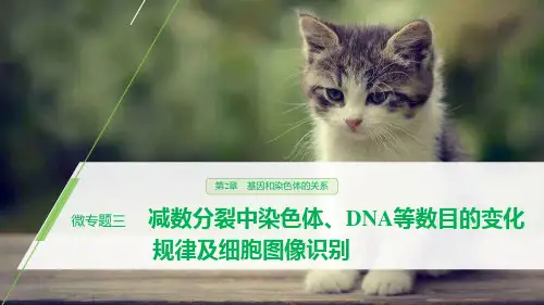 人教版高中生物必修二   减数分裂中染色体、DNA等数目的变化规律及细胞图像识别