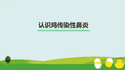 认识鸡传染性鼻炎课件(共17张PPT)《禽病防治》