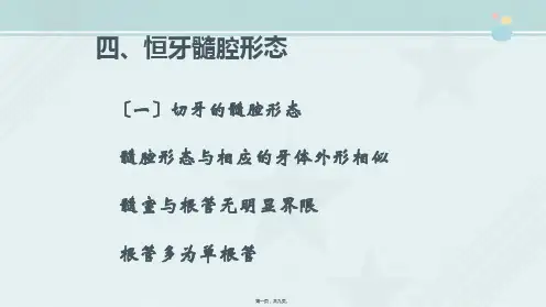 口腔医学专业《牙髓腔解剖(6)恒牙髓腔形态(前牙组)》
