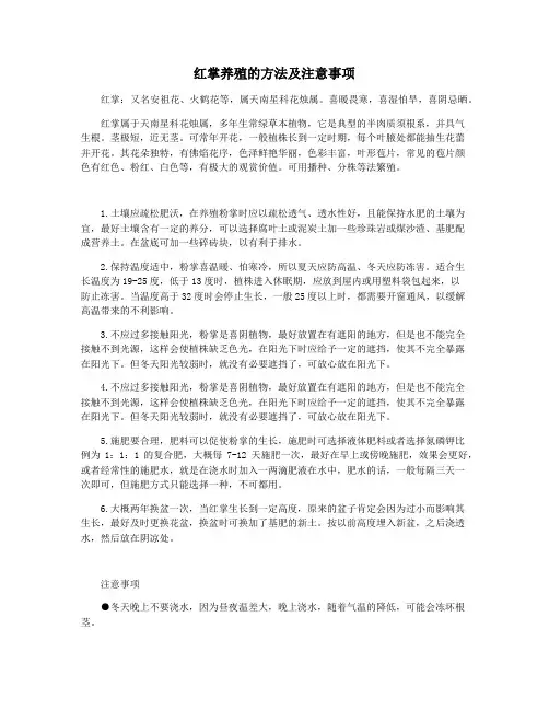 红掌养殖的方法及注意事项