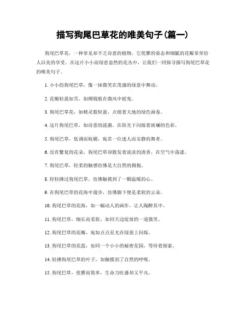 描写狗尾巴草花的唯美句子(精选合集2篇)