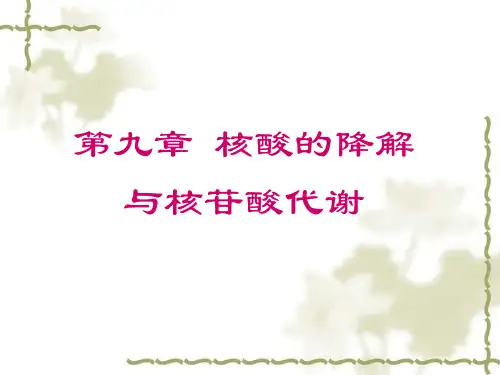 生物化学核酸的降解与核苷酸代谢ppt课件