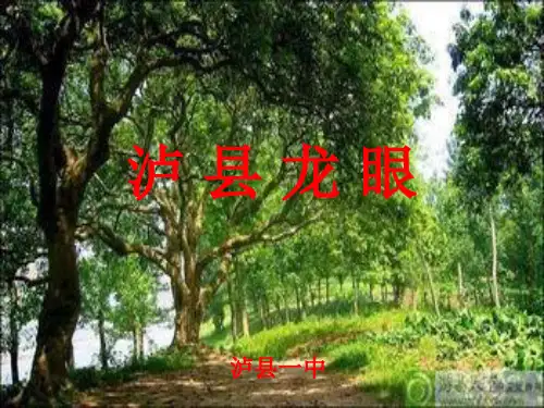泸州土特产桂圆(龙眼)PPT课件