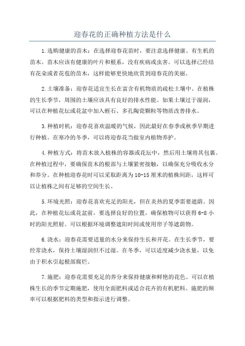 迎春花的正确种植方法是什么