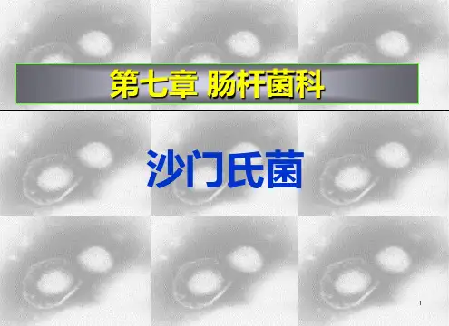 C群沙门氏菌PPT课件