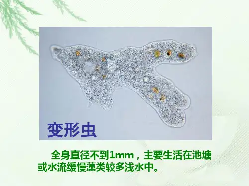 苏教版初中生物七年级上册 2.4.1 单细胞生物 课件(共17张PPT)