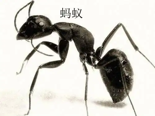 教科版科学三上《蚂蚁》PPT课件11
