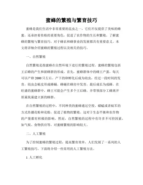 蜜蜂的繁殖与繁育技巧