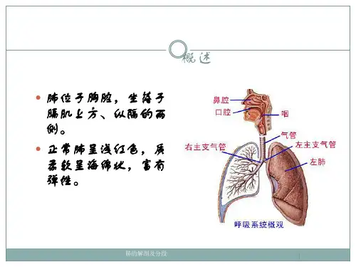 肺的解剖及分段96236