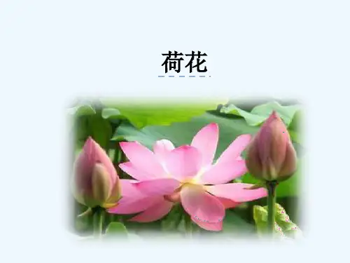 赏荷汪曾祺《荷花》PPT课件